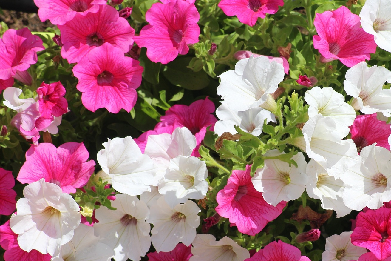 petunias 2