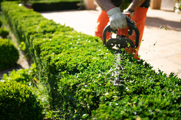 shrub trim