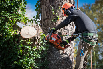 tree service porter in