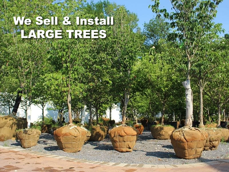 large trees